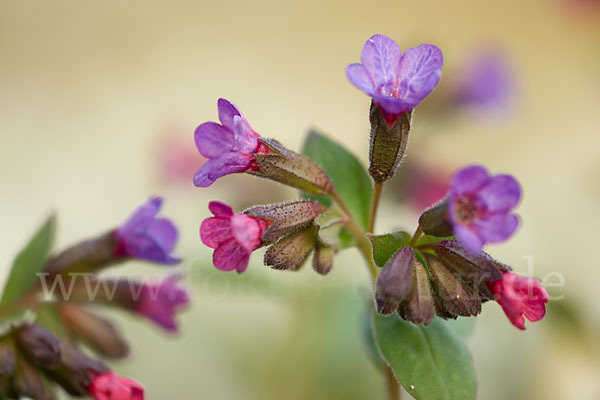 Geflecktes Lungenkraut (Pulmonaria officinalis)