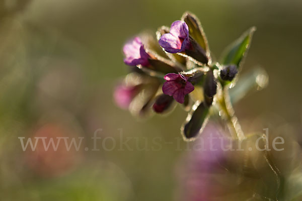 Geflecktes Lungenkraut (Pulmonaria officinalis)