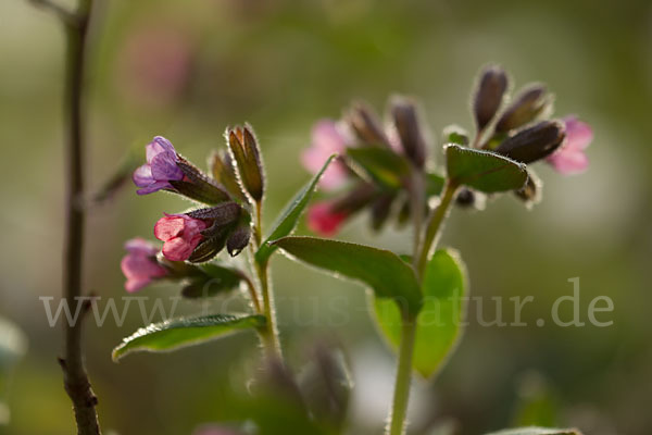 Geflecktes Lungenkraut (Pulmonaria officinalis)