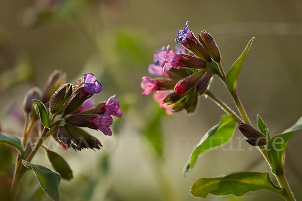 Geflecktes Lungenkraut (Pulmonaria officinalis)