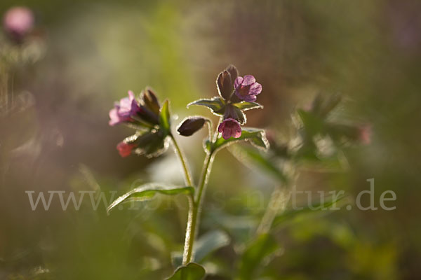 Geflecktes Lungenkraut (Pulmonaria officinalis)