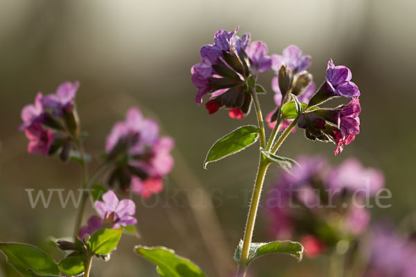 Geflecktes Lungenkraut (Pulmonaria officinalis)