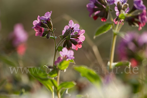 Geflecktes Lungenkraut (Pulmonaria officinalis)