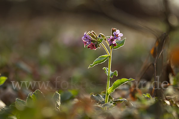 Geflecktes Lungenkraut (Pulmonaria officinalis)