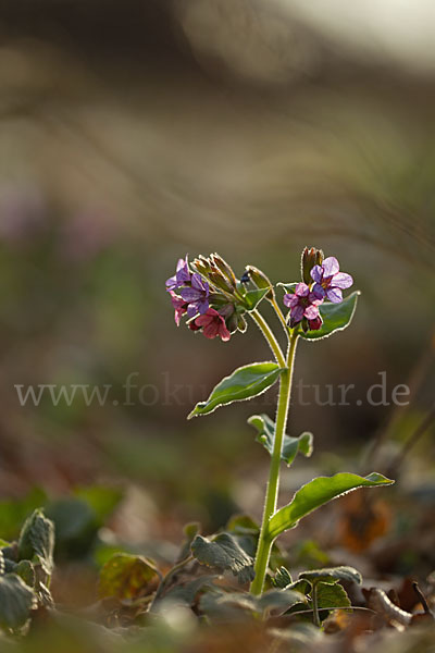 Geflecktes Lungenkraut (Pulmonaria officinalis)