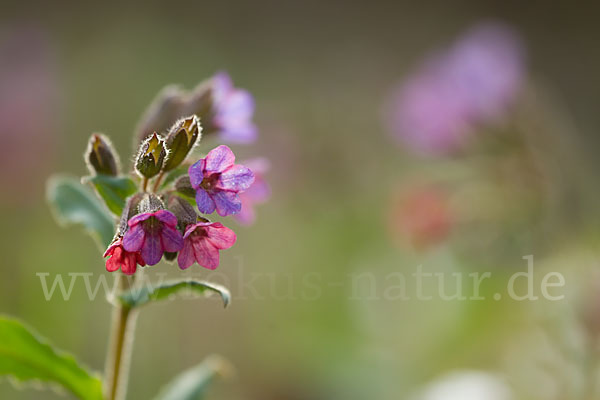 Geflecktes Lungenkraut (Pulmonaria officinalis)