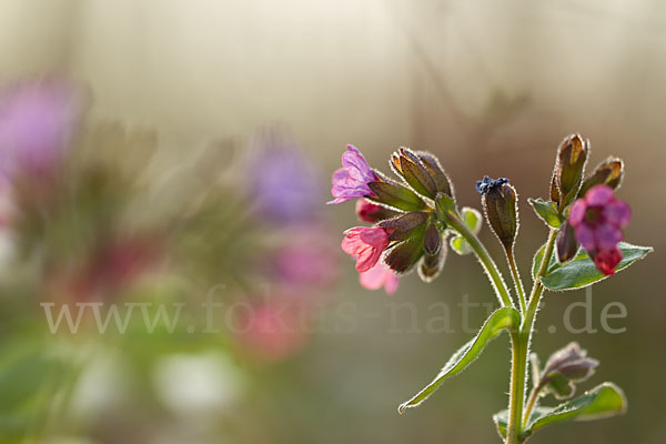 Geflecktes Lungenkraut (Pulmonaria officinalis)