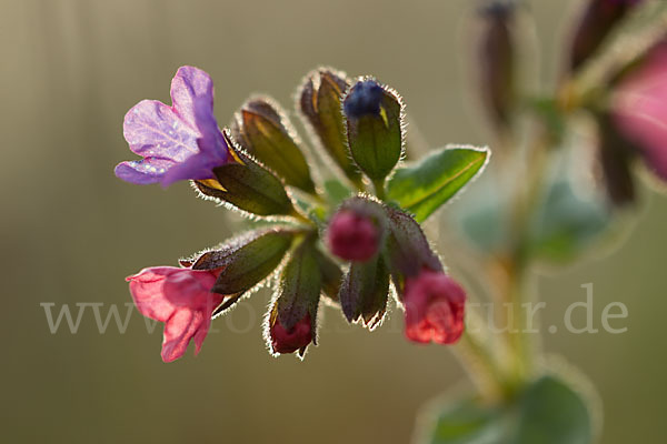 Geflecktes Lungenkraut (Pulmonaria officinalis)