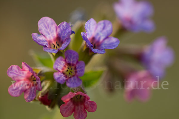 Geflecktes Lungenkraut (Pulmonaria officinalis)