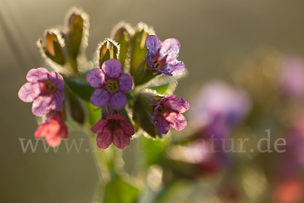 Geflecktes Lungenkraut (Pulmonaria officinalis)