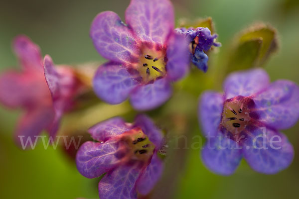 Geflecktes Lungenkraut (Pulmonaria officinalis)