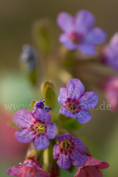 Geflecktes Lungenkraut (Pulmonaria officinalis)