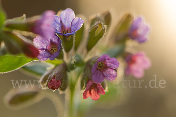 Geflecktes Lungenkraut (Pulmonaria officinalis)