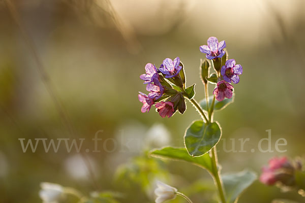 Geflecktes Lungenkraut (Pulmonaria officinalis)