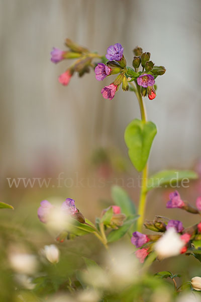 Geflecktes Lungenkraut (Pulmonaria officinalis)