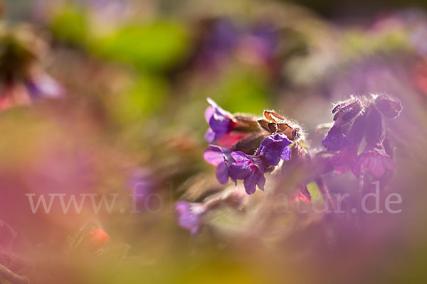 Geflecktes Lungenkraut (Pulmonaria officinalis)