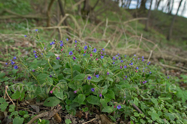 Geflecktes Lungenkraut (Pulmonaria officinalis)