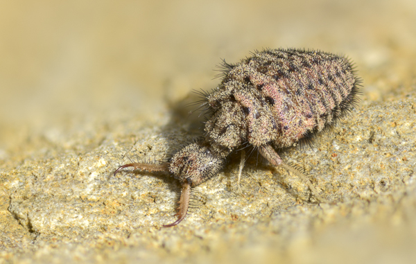 Geflecktflüglige Ameisenjungfer (Euroleon nostras)