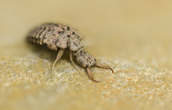 Geflecktflüglige Ameisenjungfer (Euroleon nostras)