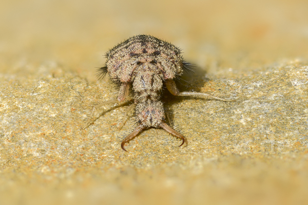 Geflecktflüglige Ameisenjungfer (Euroleon nostras)