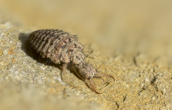 Geflecktflüglige Ameisenjungfer (Euroleon nostras)