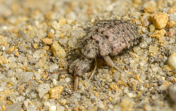 Geflecktflüglige Ameisenjungfer (Euroleon nostras)