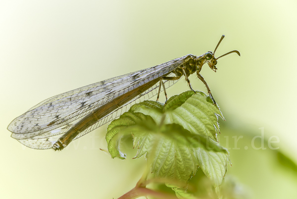 Geflecktflüglige Ameisenjungfer (Euroleon nostras)