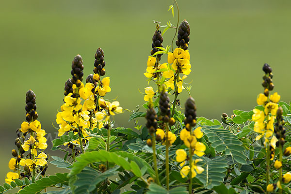 Geflügelte Senna (Senna didymobotrya)