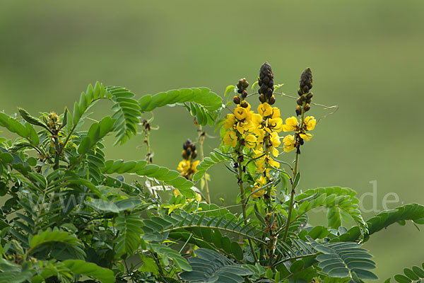 Geflügelte Senna (Senna didymobotrya)