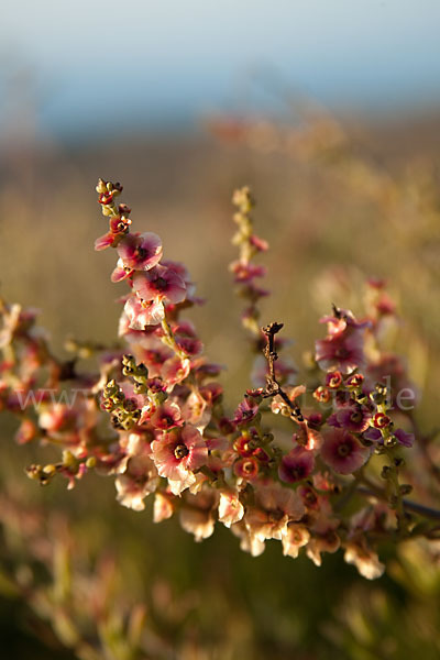 Gegliederter Saxaul (Haloxylon articulatum)