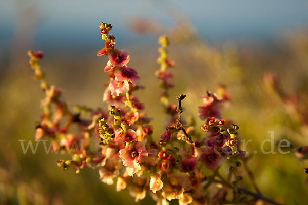 Gegliederter Saxaul (Haloxylon articulatum)