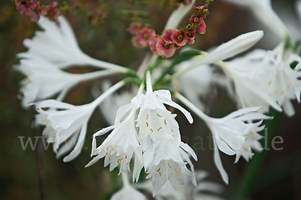 Gegliederter Saxaul (Haloxylon articulatum)