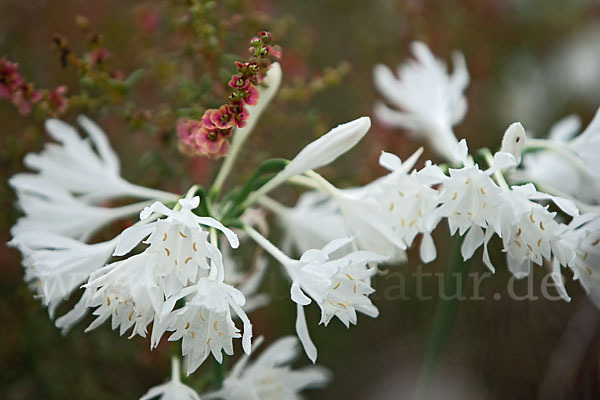 Gegliederter Saxaul (Haloxylon articulatum)