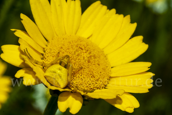 Gehöckerte Krabbenspinne (Thomisus  onustus)