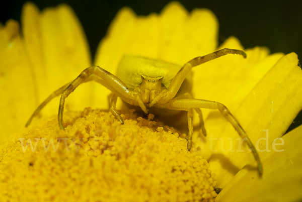 Gehöckerte Krabbenspinne (Thomisus  onustus)