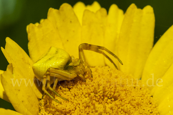 Gehöckerte Krabbenspinne (Thomisus  onustus)