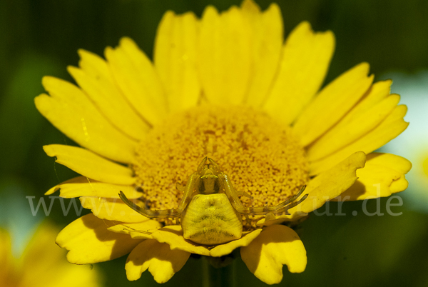 Gehöckerte Krabbenspinne (Thomisus  onustus)