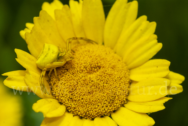 Gehöckerte Krabbenspinne (Thomisus  onustus)