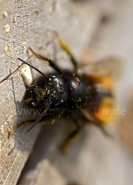 Gehörnte Mauerbiene (Osmia cornuta)