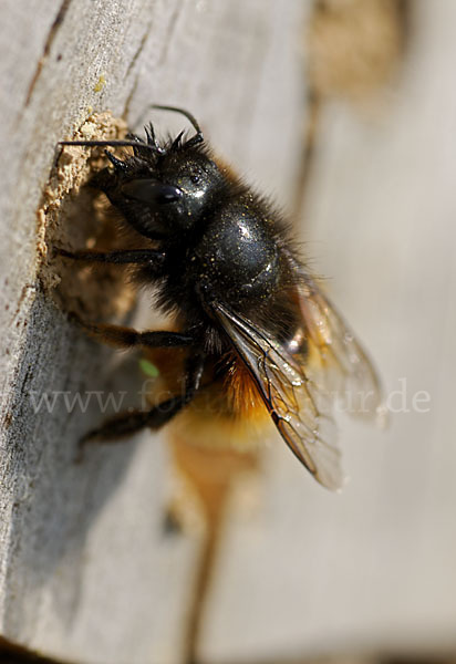 Gehörnte Mauerbiene (Osmia cornuta)