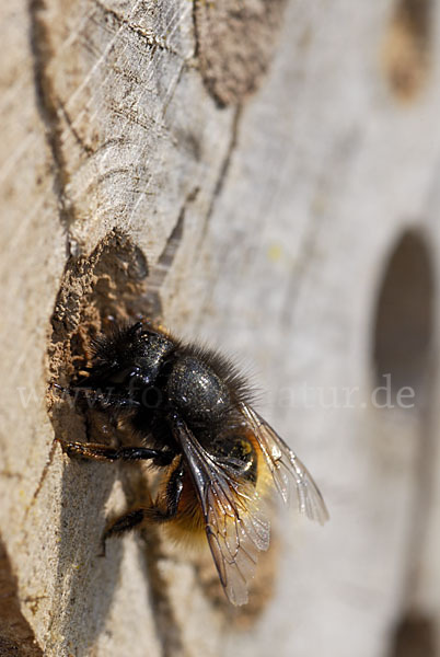 Gehörnte Mauerbiene (Osmia cornuta)