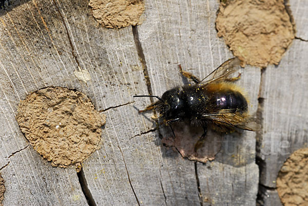 Gehörnte Mauerbiene (Osmia cornuta)