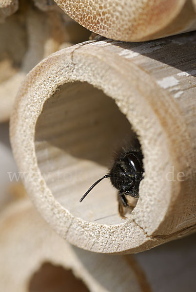 Gehörnte Mauerbiene (Osmia cornuta)