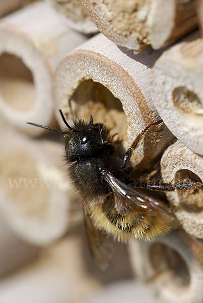 Gehörnte Mauerbiene (Osmia cornuta)