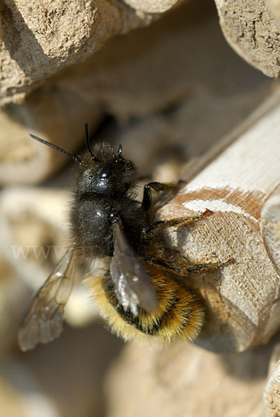 Gehörnte Mauerbiene (Osmia cornuta)