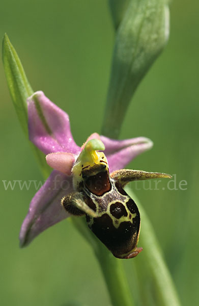 Gehörnte Ragwurz (Ophrys oestrifera)