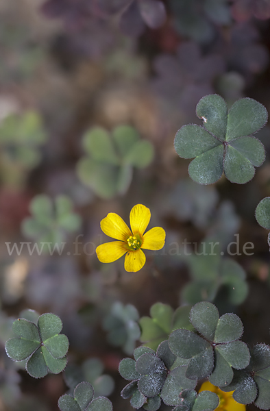 Gehörnter Sauerklee (Oxalis corniculata)