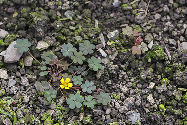 Gehörnter Sauerklee (Oxalis corniculata)