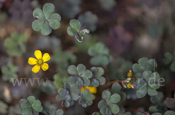 Gehörnter Sauerklee (Oxalis corniculata)