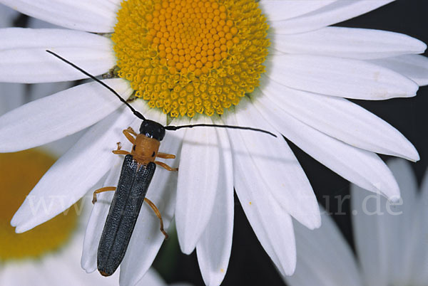 Geißblatt-Linienbock (Oberea pupilata)